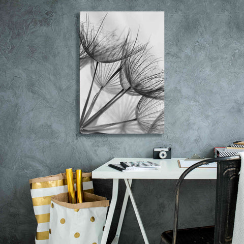 Image of 'Goatsbeard II' by Lori Deiter, Canvas Wall Art,18 x 26