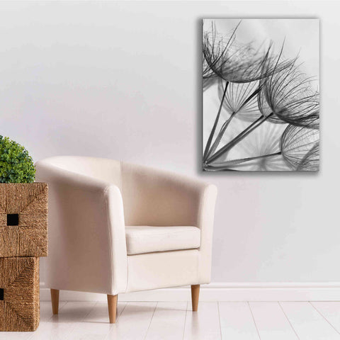 Image of 'Goatsbeard II' by Lori Deiter, Canvas Wall Art,26 x 34