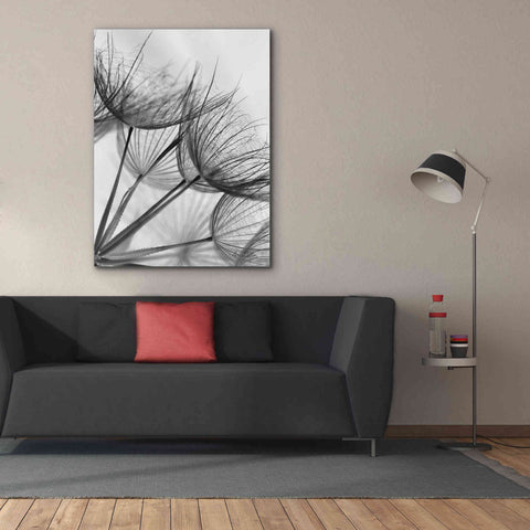 Image of 'Goatsbeard II' by Lori Deiter, Canvas Wall Art,40 x 54