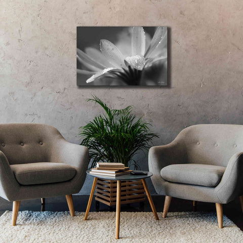 Image of 'Daisy' by Lori Deiter, Canvas Wall Art,40 x 26