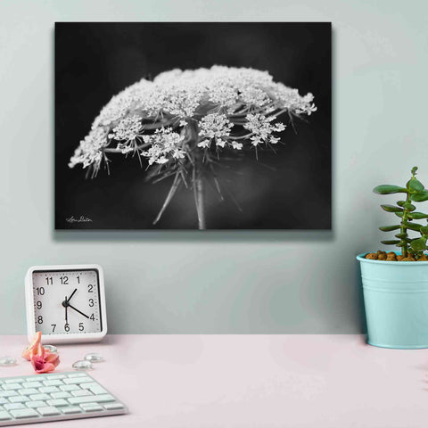 Image of 'Queen Anne's Lace' by Lori Deiter, Canvas Wall Art,16 x 12