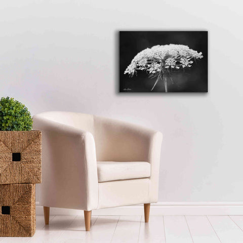Image of 'Queen Anne's Lace' by Lori Deiter, Canvas Wall Art,26 x 18