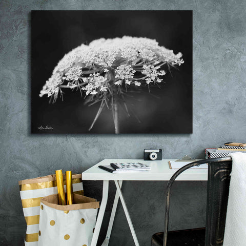 Image of 'Queen Anne's Lace' by Lori Deiter, Canvas Wall Art,34 x 26