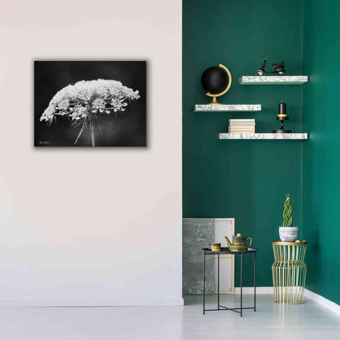 Image of 'Queen Anne's Lace' by Lori Deiter, Canvas Wall Art,34 x 26