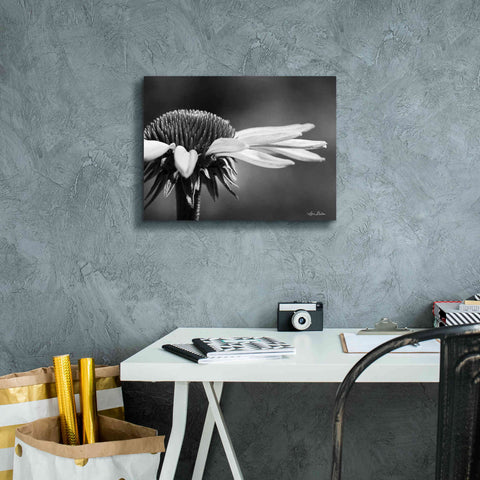 Image of 'Coneflower' by Lori Deiter, Canvas Wall Art,16 x 12
