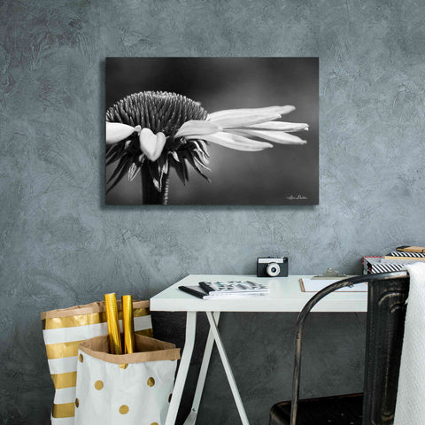 Image of 'Coneflower' by Lori Deiter, Canvas Wall Art,26 x 18