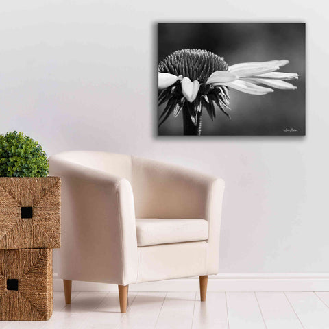 Image of 'Coneflower' by Lori Deiter, Canvas Wall Art,34 x 26