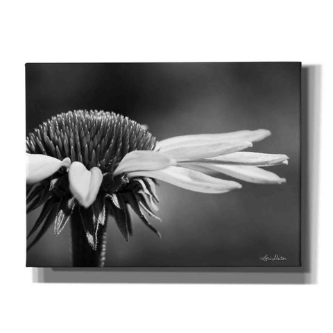 Image of 'Coneflower' by Lori Deiter, Canvas Wall Art