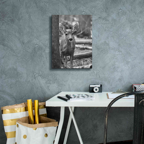 Image of 'Rocky Mountains Deer' by Lori Deiter, Canvas Wall Art,12 x 16