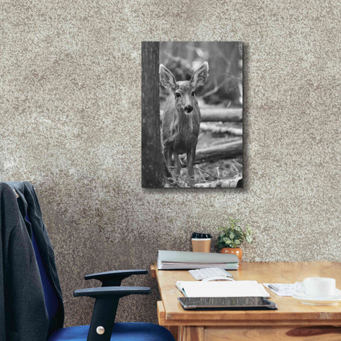Image of 'Rocky Mountains Deer' by Lori Deiter, Canvas Wall Art,18 x 26