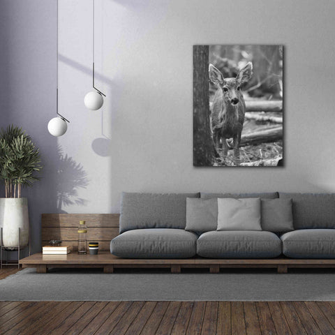Image of 'Rocky Mountains Deer' by Lori Deiter, Canvas Wall Art,40 x 54