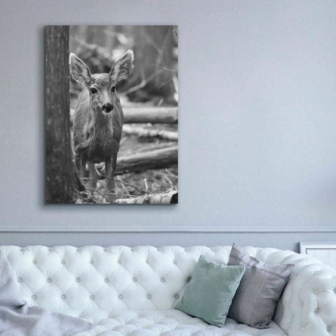 Image of 'Rocky Mountains Deer' by Lori Deiter, Canvas Wall Art,40 x 54