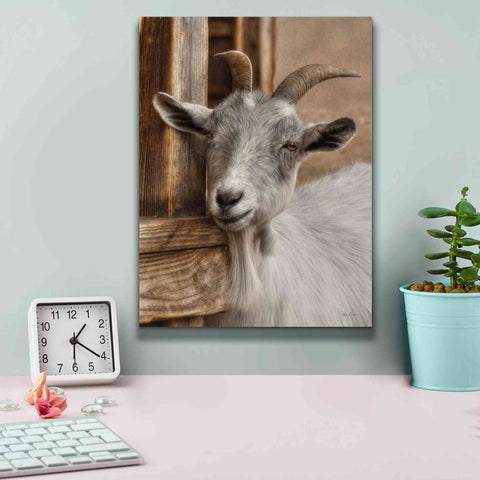 Image of 'Gray Goat' by Lori Deiter, Canvas Wall Art,12 x 16
