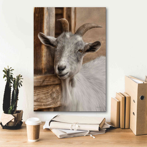 Image of 'Gray Goat' by Lori Deiter, Canvas Wall Art,18 x 26