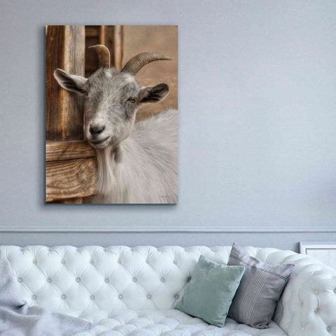 Image of 'Gray Goat' by Lori Deiter, Canvas Wall Art,40 x 54