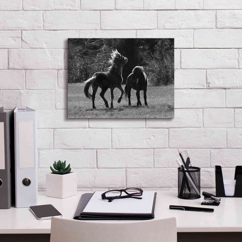 Image of 'Black & White Assateague Horses' by Lori Deiter, Canvas Wall Art,16 x 12
