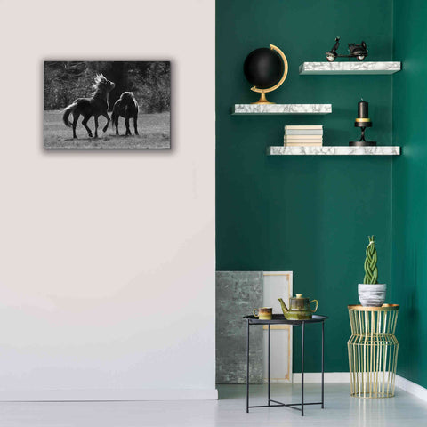 Image of 'Black & White Assateague Horses' by Lori Deiter, Canvas Wall Art,26 x 18