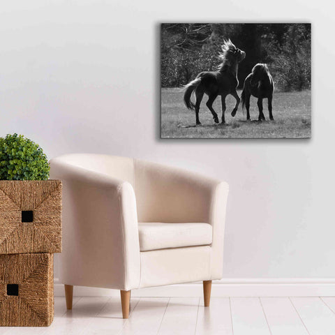 Image of 'Black & White Assateague Horses' by Lori Deiter, Canvas Wall Art,34 x 26