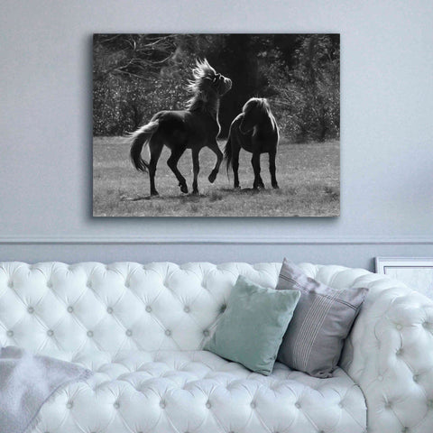 Image of 'Black & White Assateague Horses' by Lori Deiter, Canvas Wall Art,54 x 40