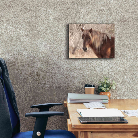 Image of 'Assateague Horse Portrait' by Lori Deiter, Canvas Wall Art,16 x 12