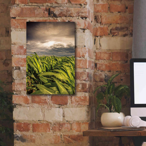 Image of 'Field of Corn' by Donnie Quillen Canvas Wall Art,12 x 18