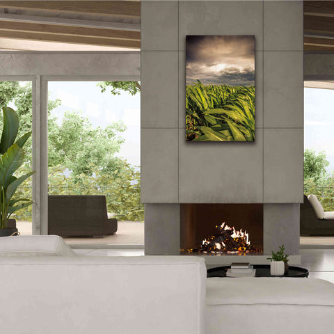 Image of 'Field of Corn' by Donnie Quillen Canvas Wall Art,26 x 40