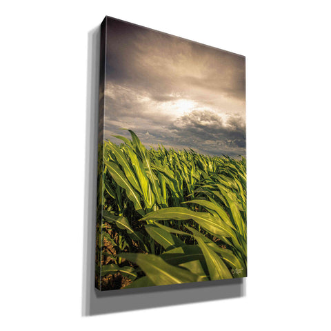 Image of 'Field of Corn' by Donnie Quillen Canvas Wall Art
