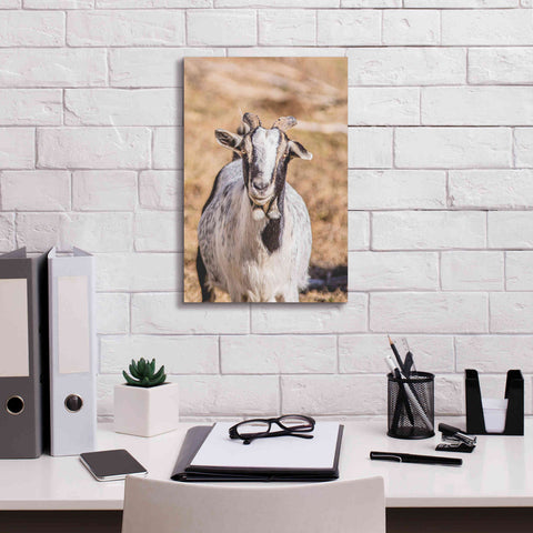 Image of 'Short Beard' by Donnie Quillen Canvas Wall Art,12 x 18