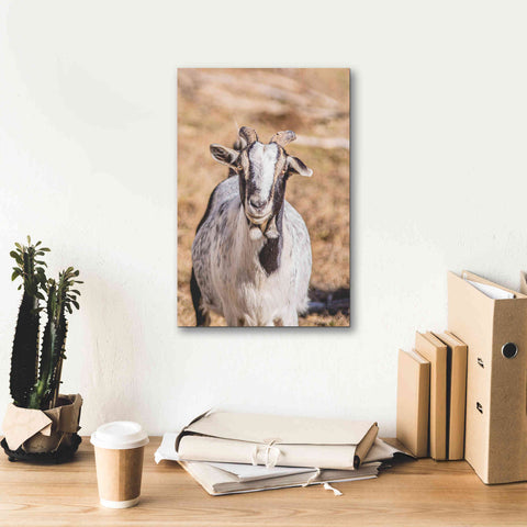 Image of 'Short Beard' by Donnie Quillen Canvas Wall Art,12 x 18
