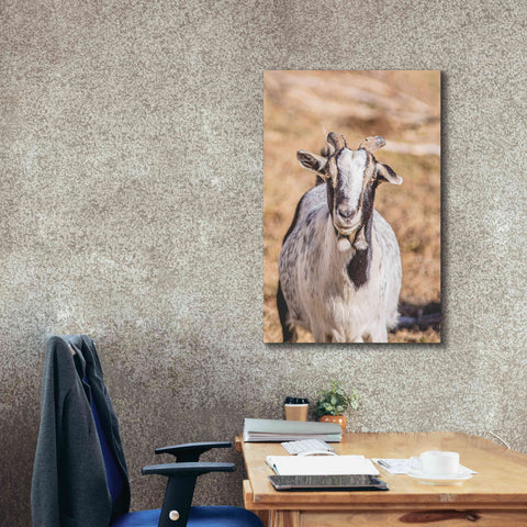 Image of 'Short Beard' by Donnie Quillen Canvas Wall Art,26 x 40