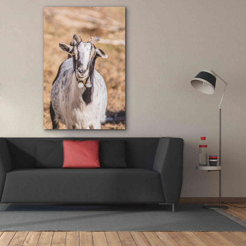 Image of 'Short Beard' by Donnie Quillen Canvas Wall Art,40 x 60