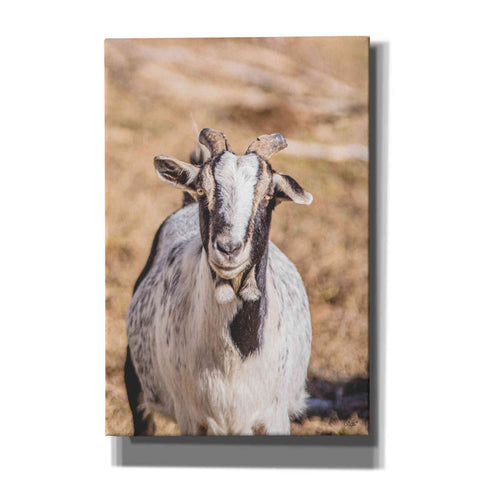 Image of 'Short Beard' by Donnie Quillen Canvas Wall Art