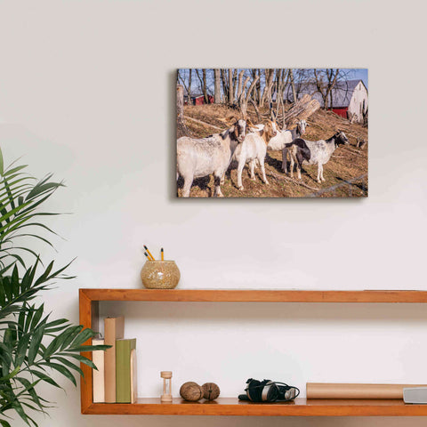 Image of 'Goats of a Feather' by Donnie Quillen Canvas Wall Art,18 x 12