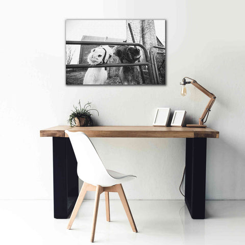 Image of 'Hey Donkeys I' by Donnie Quillen Canvas Wall Art,40 x 26