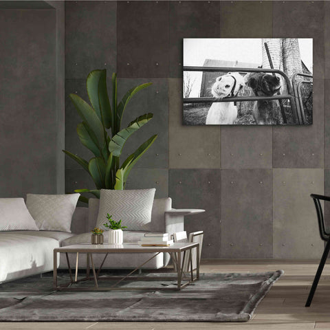 Image of 'Hey Donkeys I' by Donnie Quillen Canvas Wall Art,60 x 40