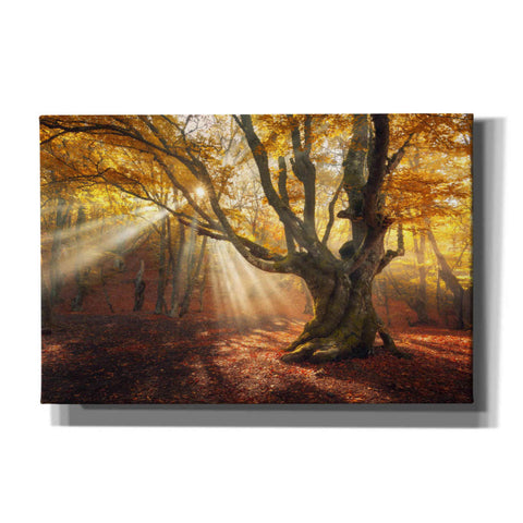 Image of 'Enchanted Forest' Canvas Wall Art