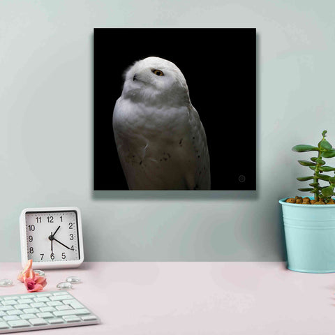 Image of 'Snowy Owl Looks to the Sun' by Nathan Larson, Canvas Wall Art,12 x 12