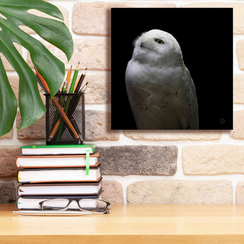 Image of 'Snowy Owl Looks to the Sun' by Nathan Larson, Canvas Wall Art,12 x 12