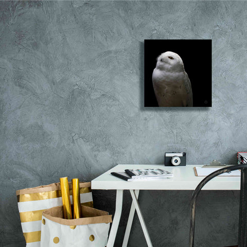 Image of 'Snowy Owl Looks to the Sun' by Nathan Larson, Canvas Wall Art,12 x 12
