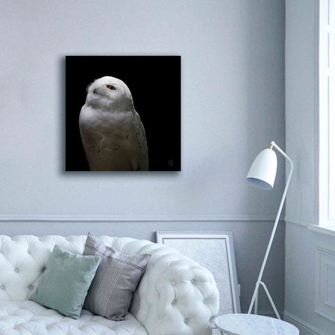 Image of 'Snowy Owl Looks to the Sun' by Nathan Larson, Canvas Wall Art,37 x 37