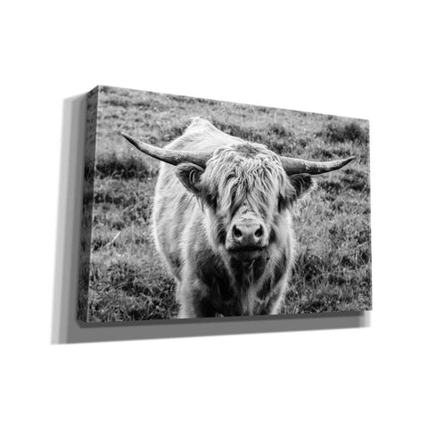 Image of 'Highland Cow Staring Contest' by Nathan Larson, Canvas Wall Art
