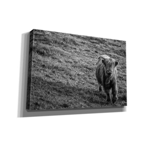 Image of 'Highland Cow Calf in the Wind' by Nathan Larson, Canvas Wall Art