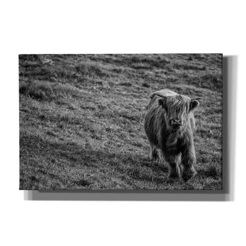Image of 'Highland Cow Calf in the Wind' by Nathan Larson, Canvas Wall Art