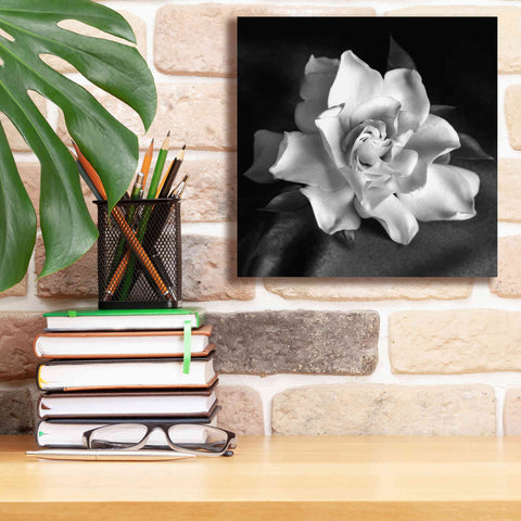 Image of 'Gardenia' by Debra Van Swearingen, Canvas Wall Art,12 x 12