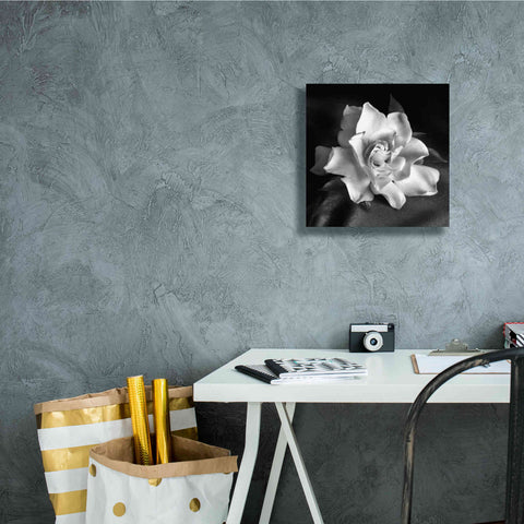 Image of 'Gardenia' by Debra Van Swearingen, Canvas Wall Art,12 x 12