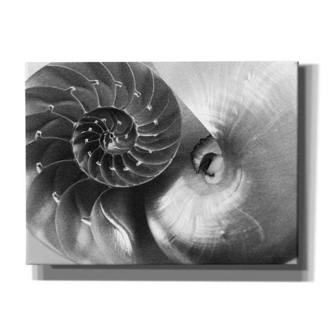 Image of 'Nautilus Yin Yang' by Debra Van Swearingen, Canvas Wall Art,16x12x1.1x0,26x18x1.1x0,34x26x1.74x0,54x40x1.74x0