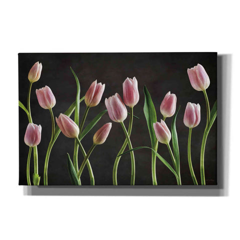 Image of 'Spring Tulips IX' by Debra Van Swearingen, Canvas Wall Art,18x12x1.1x0,26x18x1.1x0,40x26x1.74x0,60x40x1.74x0