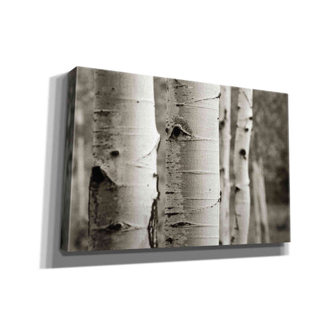 Image of 'Aspens III' by Debra Van Swearingen, Canvas Wall Art,18x12x1.1x0,26x18x1.1x0,40x26x1.74x0,60x40x1.74x0