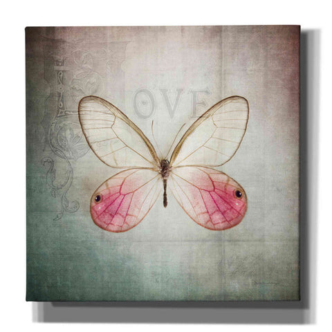 Image of 'French Butterfly I' by Debra Van Swearingen, Canvas Wall Art,12x12x1.1x0,18x18x1.1x0,26x26x1.74x0,37x37x1.74x0