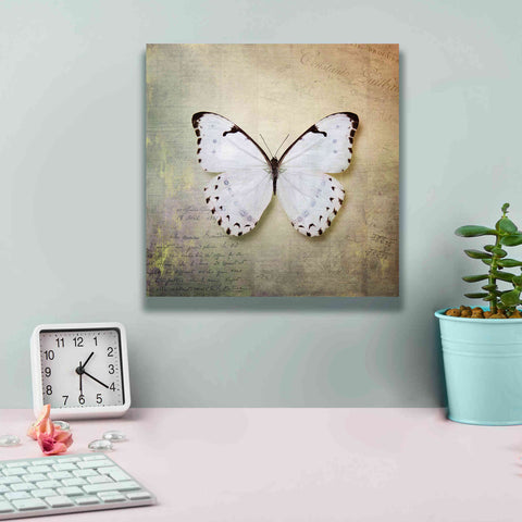 Image of 'French Butterfly II' by Debra Van Swearingen, Canvas Wall Art,12 x 12